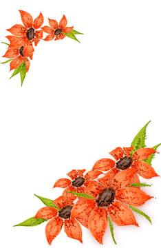 紅色的花