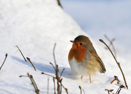冬天的雪上可愛的鳥