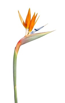美麗的天堂鳥花（孤立的白色）