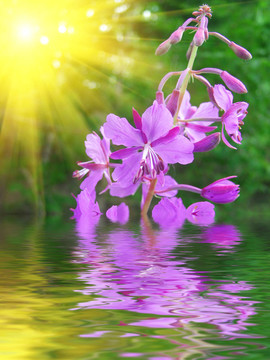 丁香花