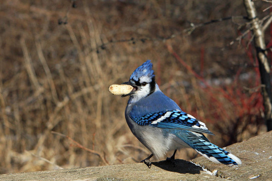 藍(lán)鳥