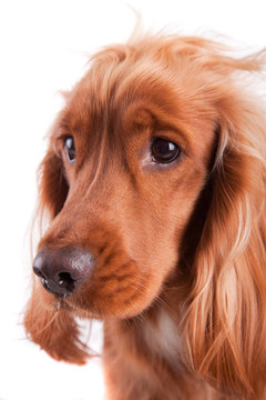 寶貝可卡犬