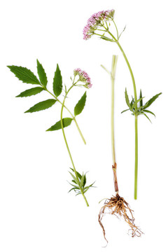 纈草的根和花葉；