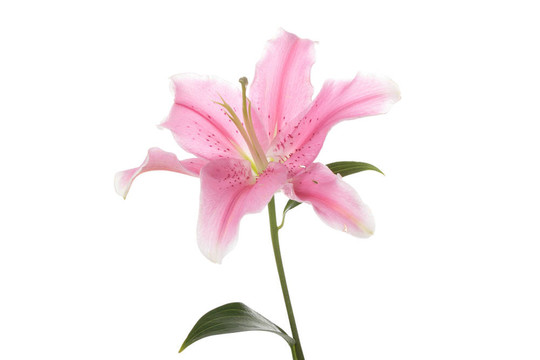 粉百合