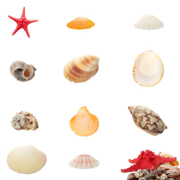 海貝殼