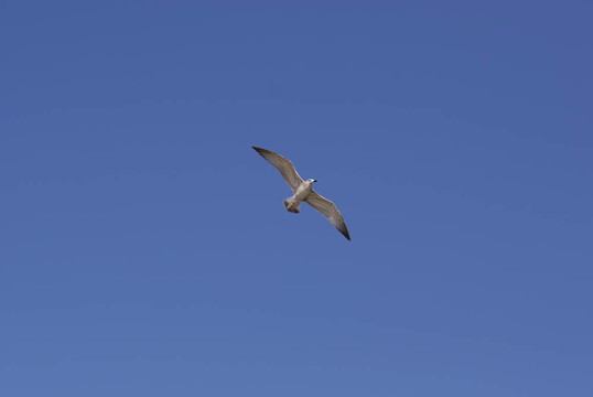 天空中的海鷗