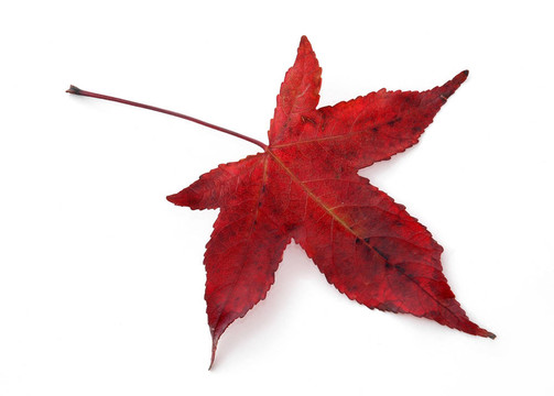 紅色的楓葉