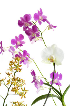 蘭花