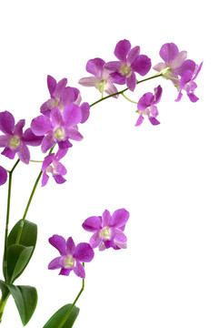 蘭花