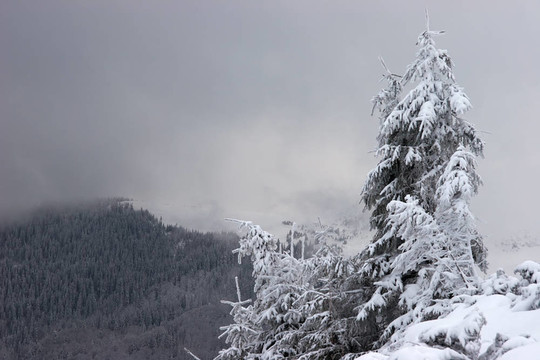 背景中有雪云的冷杉