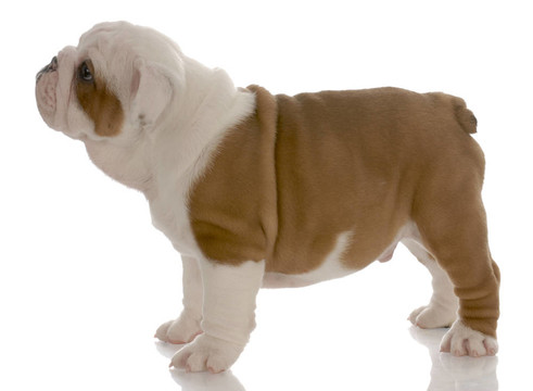 紅色和白色的英國斗牛犬幼犬在七周齡
