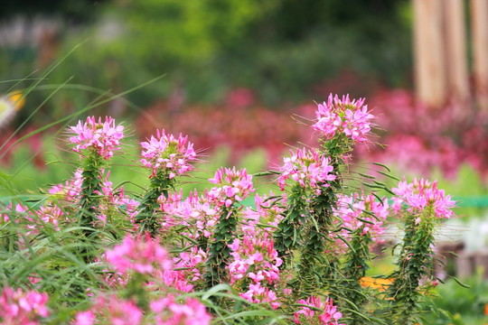 盛開(kāi)的鮮花