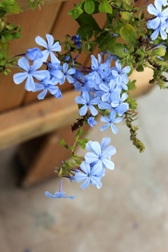 繡球花