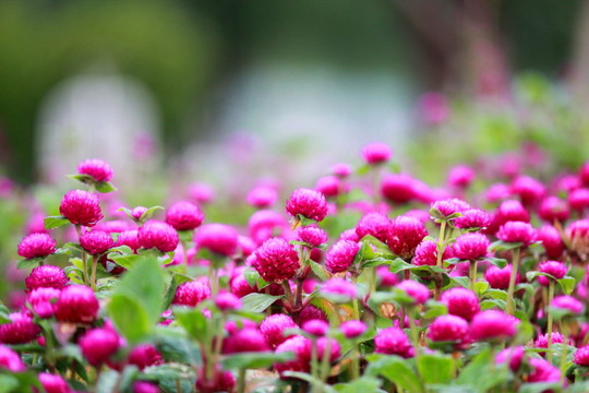 雨后花叢