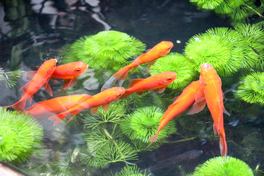 金魚