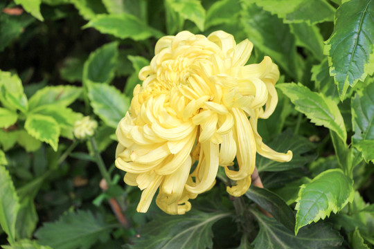 菊花