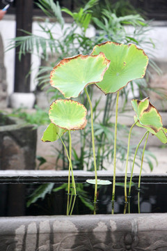 石缸