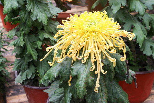 菊花