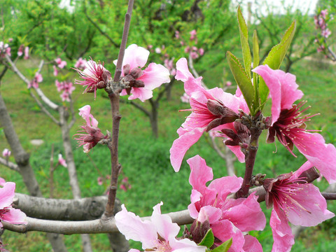 桃花 桃樹