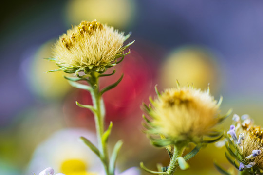 山菊花
