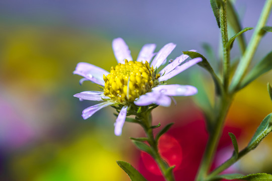 山菊花