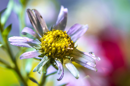 山菊花