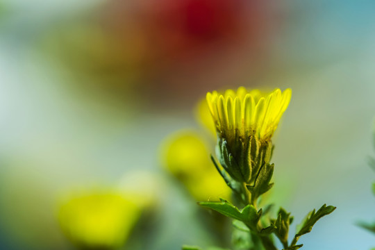 山菊花