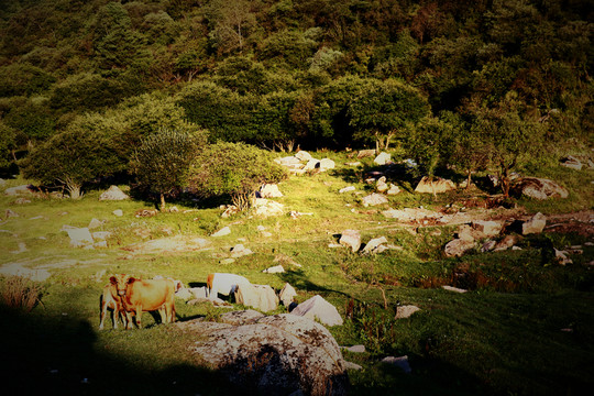 關(guān)山牧場