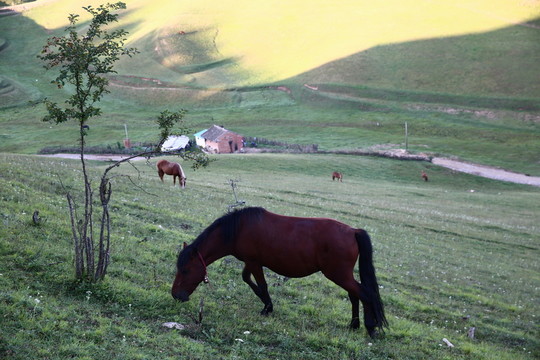 關(guān)山牧場