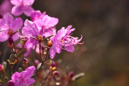 杜鵑花