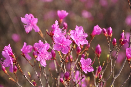 杜鵑花