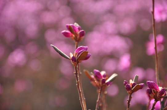 杜鵑花