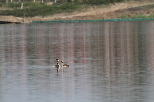 鳳頭??