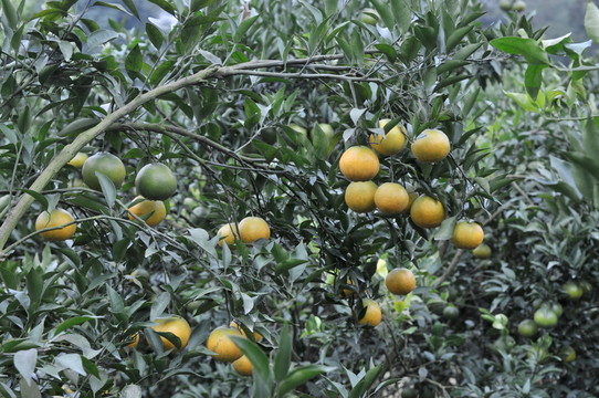 雜柑春見