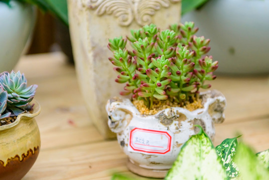 多肉植物 虹之玉