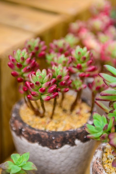 多肉植物 虹之玉錦