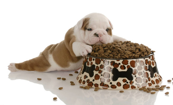 小斗牛犬鋪設(shè)在狗食碗