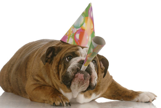 英國斗牛犬戴帽子生日和吹喇叭