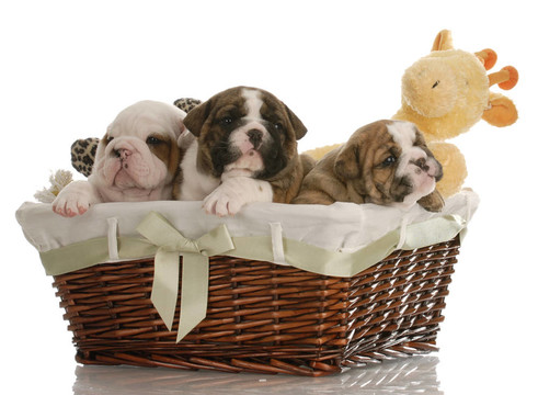 四周齡的英國斗牛犬幼犬在柳條筐里的玩具