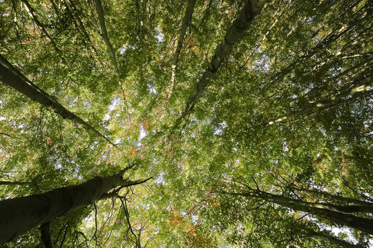 夏季綠色森林