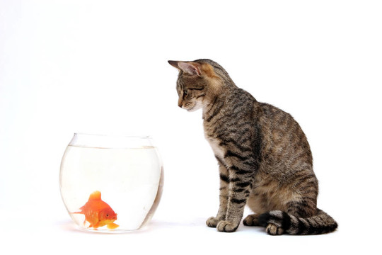 家里的貓和一只金魚