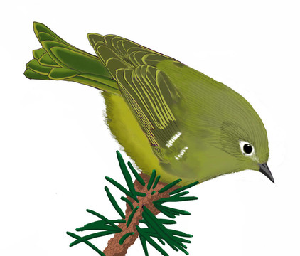 紅冠戴菊鳥