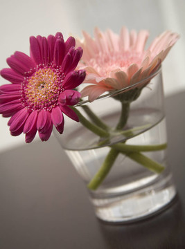 Gerbera的雛菊