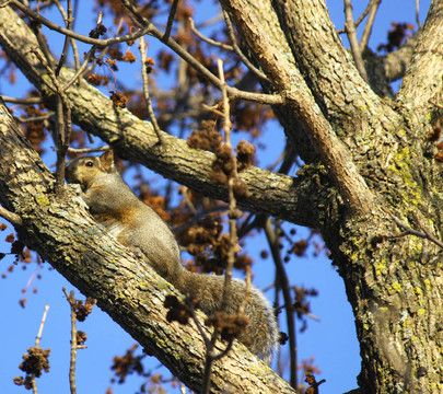 東灰松鼠（松鼠carolinensis）；
