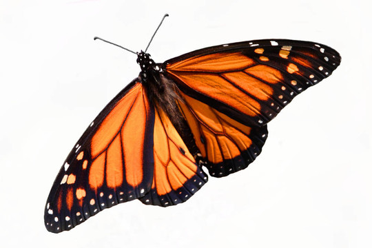 帝王蝶（Danaus plexippus）分離