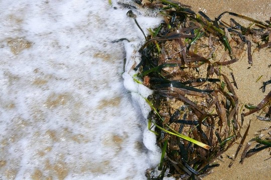來自Mediterranean的海藻；綠色海藻