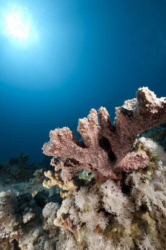 海洋和海綿