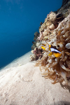 海葵和小丑魚