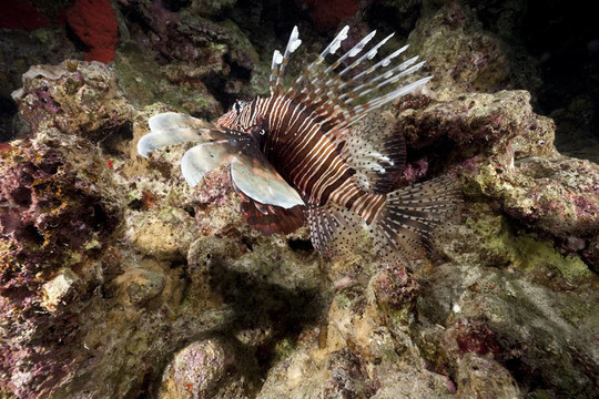獅子魚和珊瑚