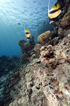 鰭魚和海洋